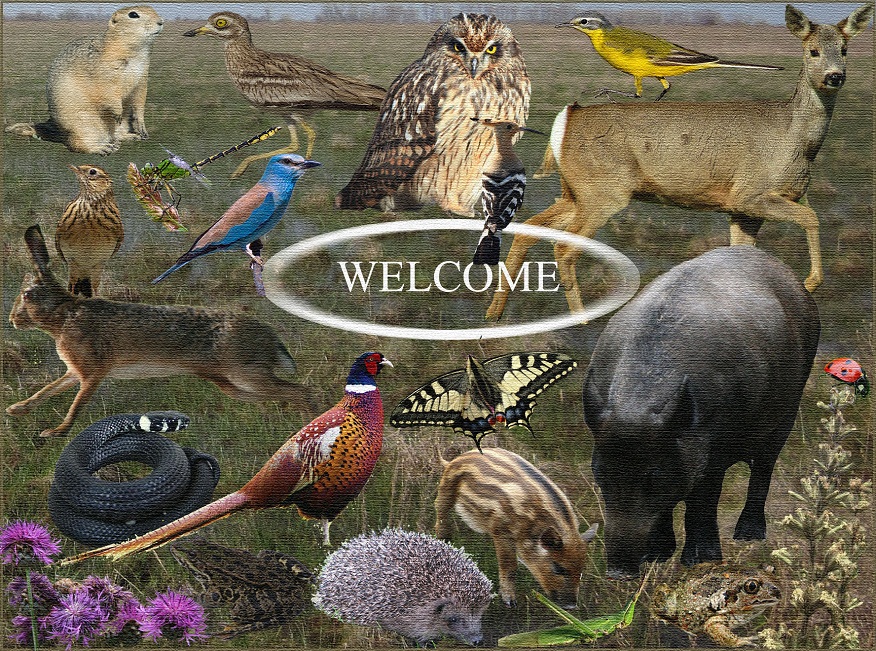 Homepage-en.jpg